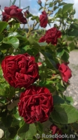 Claret Pixie Claret Pixie