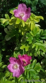 Rosa rugosa rubra Rosa rugosa rubra