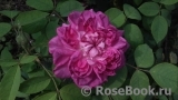 Reine des Violettes Reine des Violettes