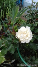 White Meidiland White Meidiland