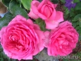 La Rose de Molinard ® La Rose de Molinard ®
