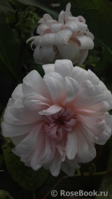 Perle d'Or