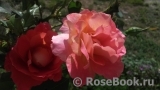 Belle Epoque Sunflor ® Belle Epoque Sunflor ®