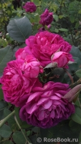 Reine des Violettes Reine des Violettes