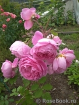 Alan Titchmarsh