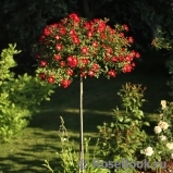 Rouge Meillandecor Rouge Meillandecor
