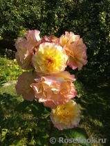 Augusta Luise Augusta Luise