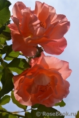 Westerland Westerland