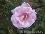La Rose du Petit Prince La Rose du Petit Prince