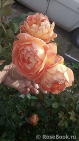 Lady of Shalott Lady of Shalott