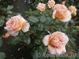 Abraham Darby Abraham Darby