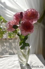 COMPOSITION COMPOSITION