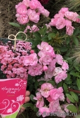 Heavenly Pink Heavenly Pink