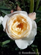 Uetersener Klosterrose Uetersener Klosterrose
