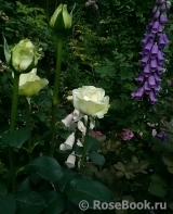 White O'Hara White O'Hara
