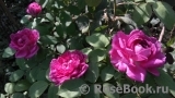 Reine des Violettes Reine des Violettes