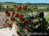 Claret Pixie Claret Pixie