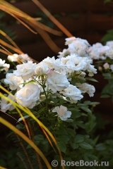 Aspirin Rose Aspirin Rose