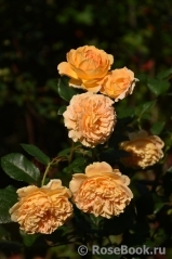 Crown Princess Margareta® Crown Princess Margareta®