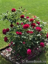 Darcey Bussell Darcey Bussell