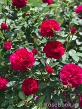 Darcey Bussell Darcey Bussell