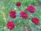Black Baccara Black Baccara
