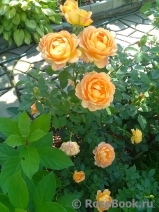 Lady of Shalott Lady of Shalott