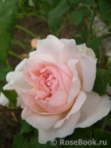 Sharifa Asma Sharifa Asma