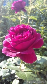 Falstaff® Falstaff®