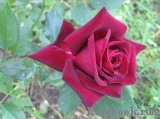 Black Baccara Black Baccara