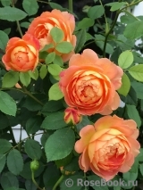 Lady of Shalott Lady of Shalott