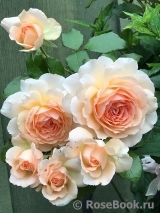 Chandos Beauty Chandos Beauty