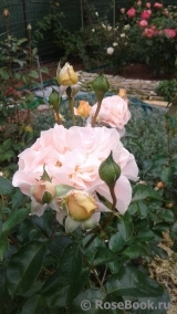 Sangerhauser Jubilaumsrose Sangerhauser Jubilaumsrose