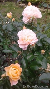 Sangerhauser Jubilaumsrose Sangerhauser Jubilaumsrose