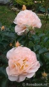 Sangerhauser Jubilaumsrose Sangerhauser Jubilaumsrose