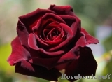 Black Baccara Black Baccara