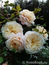 Crocus Rose® Crocus Rose®