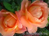 Lady of Shalott Lady of Shalott