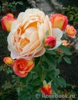 Lady of Shalott Lady of Shalott