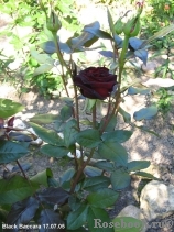 Black Baccara Black Baccara