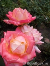 Belle Perle Belle Perle