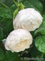Desdemona Desdemona