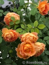 Lady of Shalott Lady of Shalott