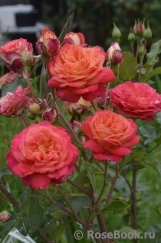Midsummer Midsummer