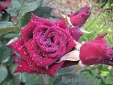 Black Baccara Black Baccara