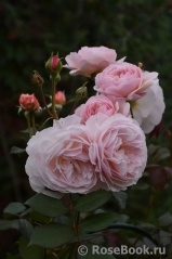 A Shropshire Lad A Shropshire Lad