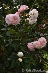 A Shropshire Lad A Shropshire Lad
