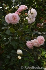 A Shropshire Lad