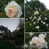 Crocus Rose® Crocus Rose®