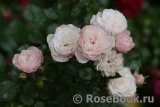 Starlet ®-Rose Alina ® Starlet ®-Rose Alina ®